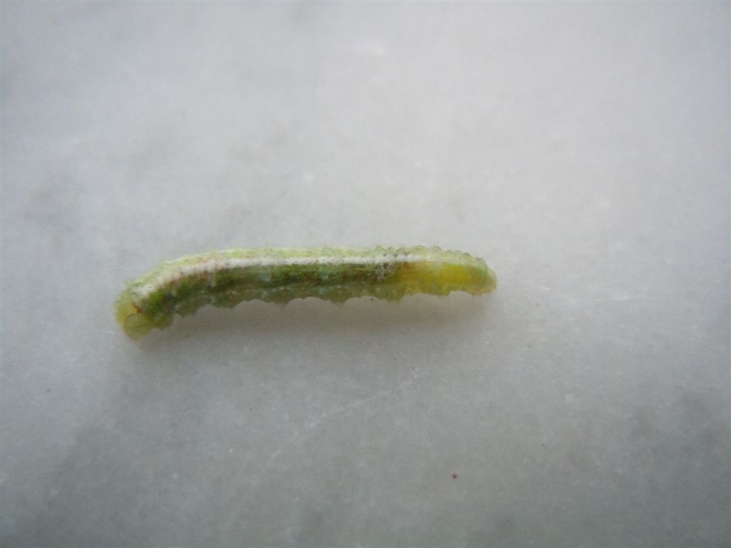 Larva di Syrphidae